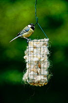 Great tit on basket containing wool for nest building {Parus major} England