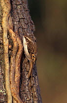 Common treecreeper on oak trunk {Certhia familiaris} UK