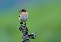 Whinchat male with food for young {Saxicola rubetra} Wales, UK