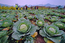 Villagers and field of cabbages {Brassica oleracea capitata} Parc des Volcans NP, Rwanda