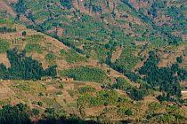 Subsistence farming (banana plantations) on deforested land Ruhengeri District, Rwanda - deforestation during and after civil war of 1990-94