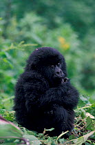 Mountain gorilla juvenile resting {Gorilla g beringei} Virunga NP, Rwanda group