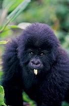 Mountain gorilla juvenile {Gorilla g beringei} Virunga NP, Rwanda