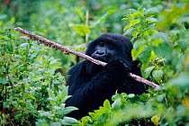 Mountain gorilla chews Lobelia stem {Gorilla beringei} Virunga NP, Rwanda
