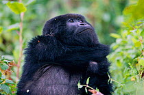 Mountain gorilla with missing hand from poachers snare Parc des Volcans NP, Rwanda