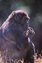Western lowland gorilla sitting {Gorilla g gorilla} captive, Atlanta Zoo, USA