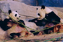 Captive Giant pandas feeding on bamboo {Ailuropoda melanoleuca} Atlanta Zoo, Georgia, USA
