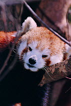 Red panda resting in tree {Ailurus fulgens} captive Atlanta Zoo, USA