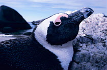 Black footed / Jackass penguin {Spheniscus demersus} Cape peninsular NP, South Africa