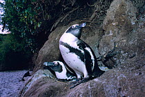 Black footed / Jackass penguin pair on nest {Spheniscus demersus} Cape Peninsula NP, South Africa