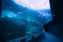Girl watching Sand tiger shark in Two oceans aquarium, Cape Town, South Africa