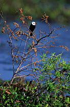 White headed marsh tyrant {Arundinicola leucocephala} Llanos del Orinoco, Venezuela