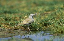 Hoopoe lark at water {Alaemon alaudipes} Dauka, Oman