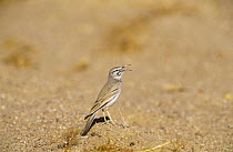 Hoopoe lark singing {Alaemon alaudipes} Oman