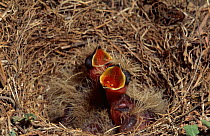 Calandra lark chicks calling in nest {Melanocorypha calandra} Spain