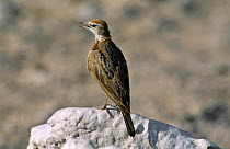 Red capped lark (Calandrella cinerea) Etosha NP, Namibia