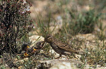 Lesser short toed lark feeds chicks at ground nest {Calandrella rufescens} Alicante, Spain