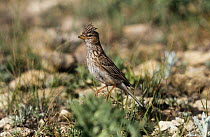 Lesser short toed lark {Calandrella rufescens} Alicante, Spain