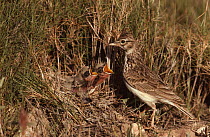 Thekla lark at nest with chicks {Galerida malabarica} Spain