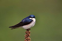 Tree swallow {Tachycineta bicolor} Long Island, New York, USA