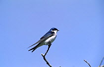 Chilean swallow {Tachycineta meyeni} Patagonia, Chile, South America
