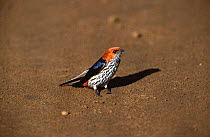 Lesser striped swallow {Cecropsis abyssinica} Masai Mara GR, Kenya