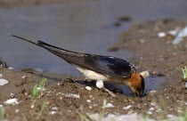 Red rumped swallow collects mud for nest {Cecropis daurica} Lesvos, Lesbos, Greece