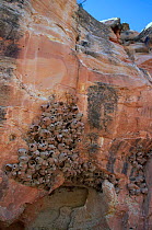 Cliff swallow nest colony on cliff {Petrochelidon pyrrhonota} South Dakota, USA