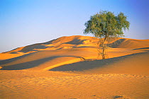 Tree growing in sand dune desert landscape, Barik, Oman