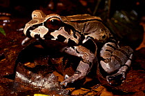 Smokey jungle frog portrait {Leptodactylus pentadactylus} Ecuadorian Amazon South America