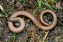 Slow worm {Anguis fragilis} England, UK, Europe