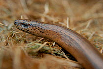 Slow worm close up {Anguis fragilis} England, UK, Europe