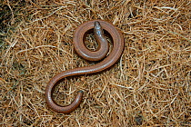 Slow worm {Anguis fragilis} England, UK, Europe