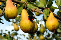 Red admiral butterfly feeding on ripe pears {Vanessa atalanta} England, UK, Europe