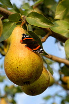 Red admiral butterfly feeding on ripe pears {Vanessa atalanta} England, UK, Europe