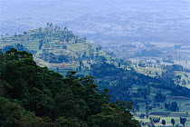 Deforestation of national park for subsistence agriculture, Kinigi district, Parec des Volcans NP, Rwanda