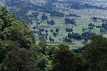 Deforestation of national park for subsistence agriculture, Kinigi district, Parc des volcans NP, Rwanda