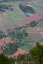 Tropical rainforest cleared for subsistence farming, Ruhengeri district, Rwanda