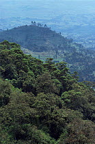 Deforestation of national park for subsistence agriculture, Parc des Volcans National Park, Rwanda