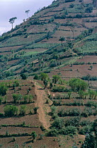 Gishwati forest reserve cleared for agriculture after civil war, Ruheneri district, Rwanda 2003
