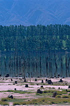 Trees killed by rising water, Theewaterskloof dam, Cape Peninsula, South Africa