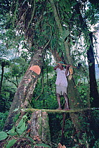 Man felling tree on edge of Bwindi forest NP for subsistence agriculture, Uganda