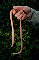 Giant earthworm in hand {Microchaetus sp} Parc des Volcans NP, Rwanda