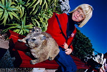 Rock hyraxes on bench beside girl {Procavia capensis} Table Mtn, Cape Town, South Africa