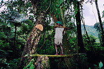 Man cutting down tree with axe - for timber and then for subsistence farming on edge of Bwindi National Park, Uganda