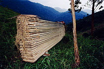 Planks from hardwood trees taken from Bwindi NP, Uganda