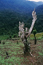 Deforestation along edge of Bwindi forest national park for subsistence agriculture, Uganda