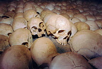 Human skulls of Tutsi victims, genocide memorial, Ntarama church, Nyamata, Rwanda