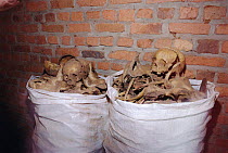 Human skeletons of Tutsi victims, genocide memorial, Ntarama church, Nyamata, Rwanda