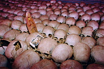 Human skulls of Tutsi victims, genocide memorial, Ntarama church, Nyamata, Rwanda